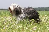 BEARDED COLLIE 063